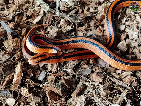 We Really Love These Wide Striped Darren Hamill Reptiles