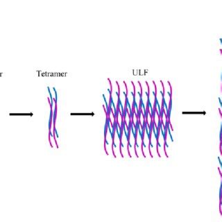 Schematic Representation Of The Assembly Of Vimentin Intermediate