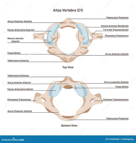 Topmost Or Atlas Vertebra First Cervical Vertebra Connecting The Skull