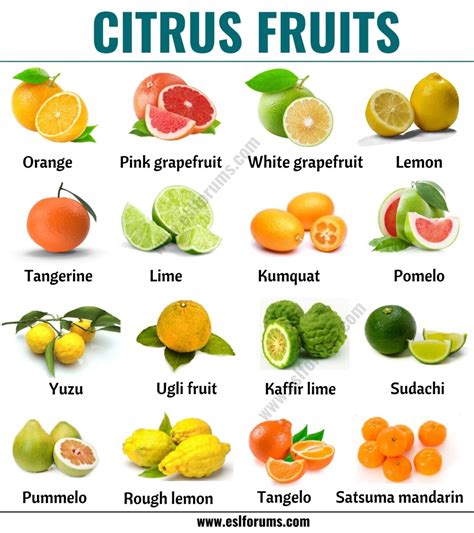 Citrus Fruits: List of 15+ Citrus Fruits with ESL Picture and Example ...