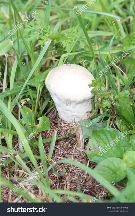 Puffball Mushroom Growing Field Stock Photo 1801340998 | Shutterstock