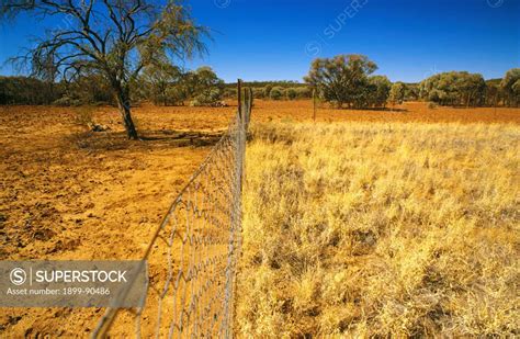 Impact Of Kangaroo Grazing On Left Shown By Graze Line At A Research Enclosure Fence During