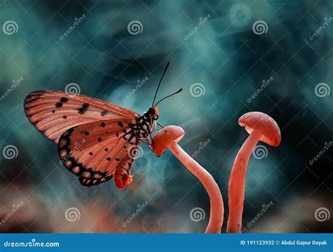 Butterfly In Fungus Stock Photo Image Of Interesting