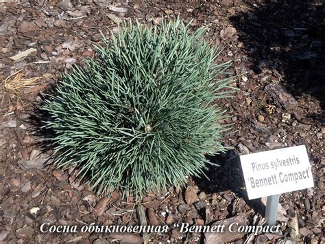 50 оттенков хвойных | Блог интернет-магазина Подворье