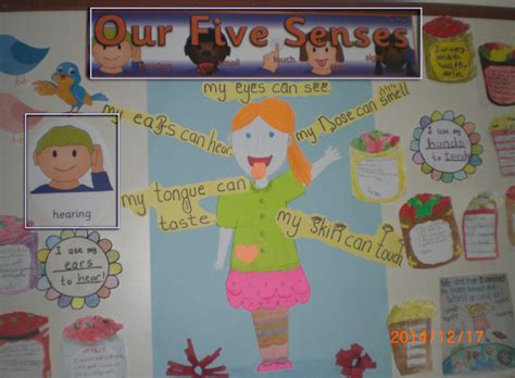 Our Five Senses Classroom Display Photo Sparklebox