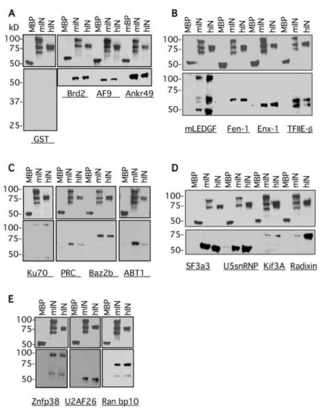 In Vitrobinding Interactions Between Momlv And Hiv 1 Integrases And