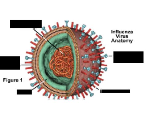 Influenza diagram Quiz