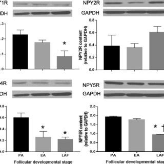 Npy Induces Granulosa Cell Proliferation In Ea And Reduced That In Laf