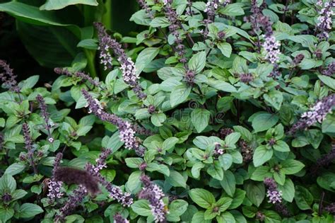 Ocimum Basilicum African Blue Blooms With Purple Flowers In A Flower