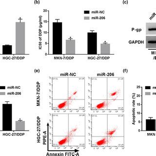 Silence Of Circ AKT3 Inhibits Cisplatin Resistance Of Resistant GC