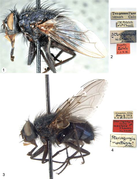 Calliphora Spp Type Specimens 12 Calliphora Aldrichia Holotype