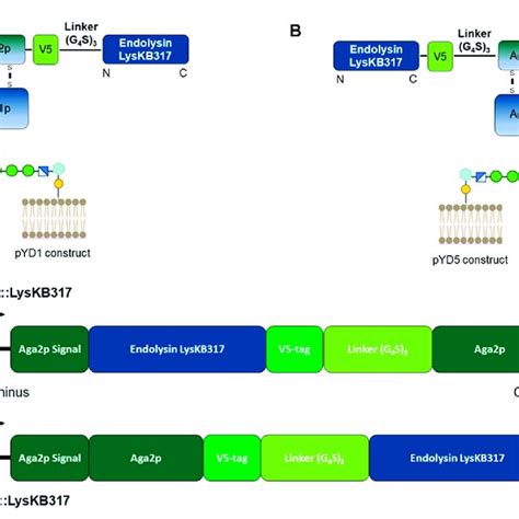 Schematic Representation Of S Cerevisiae Aga2p Anchored Displayed