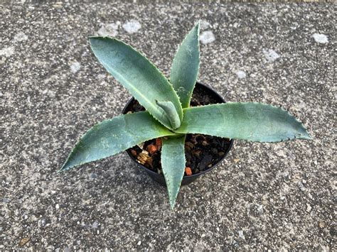 Agave Havardiana Winterhart Kaufen Auf Ricardo