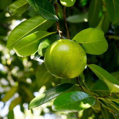 Black Sapote Tree - Available at Bob Wells Nursery