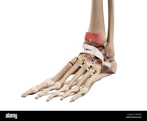 medical accurate illustration of the inferior extensor retinaculum ...