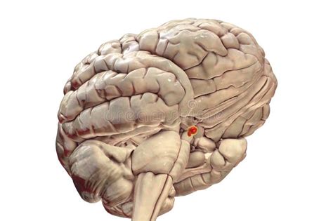 Pituitary Gland Anatomy In The Brain D Illustration Stock