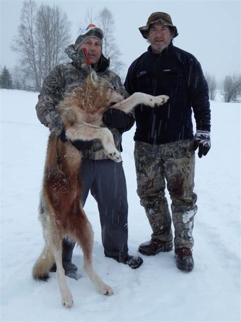 Wolf Hunting in BC | Hunting Cougar in BC | Book A Wolf Hunt