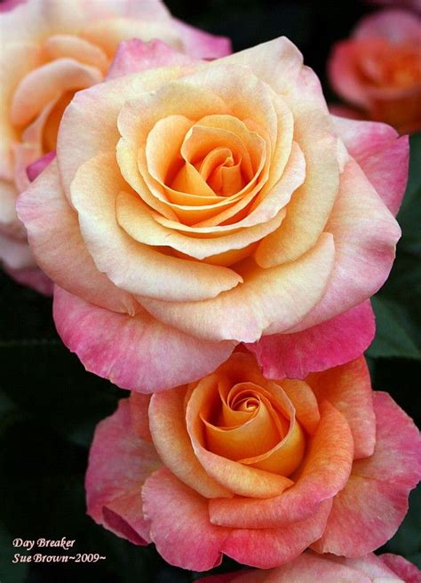 Pink And Yellow Roses With Green Leaves In The Background