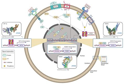 Ijms Free Full Text Transcription Factors With Targeting Potential