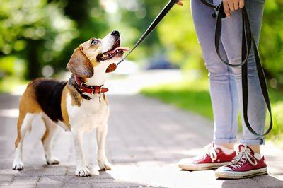 Training Your Beagle: What You Should Know - Elite Dogs