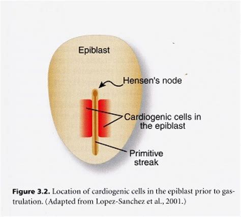 Embryology of the Heart | Michael Shea Teaching