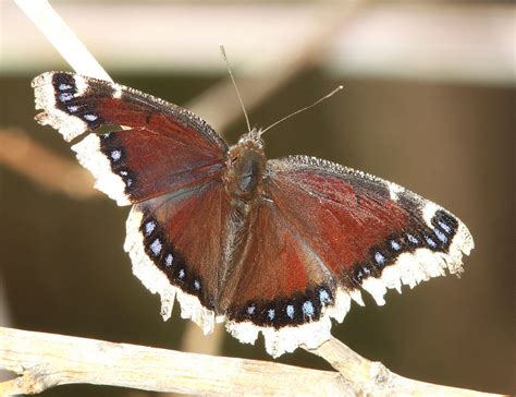 Mourning Cloak Butterflies Coloration Geographic Distribution