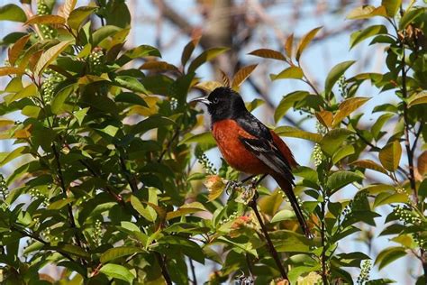 Popular Backyard Birds of Louisiana (With Pictures) - Birdwatching Tips