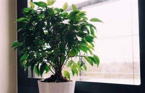 Ficus Benjamin Cura E Consigli Per Coltivare Questa Pianta Da Interno