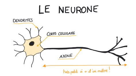 Neurosciences En Dessins Les Neurones