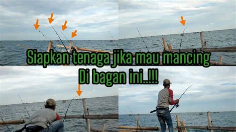 Fishing Vidio Hampir Semua Predator Berkumpul Di Spot Ini Part Full