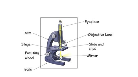 11+ Stage Clip Microscope - IllyDeesha