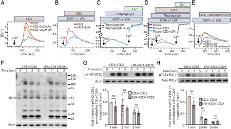 Lpa Suppresses T Cell Function By Altering The Cytoskeleton And