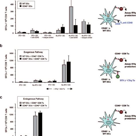 Il 12 Acts Directly On The Cd8 T Cell To Overcome The Lack Of Cd4 T Download Scientific Diagram