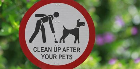 The Dangers Of Keeping Dog Poop On Your Lawn Poop 911 Blog