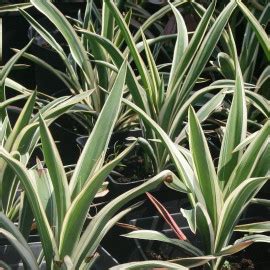 Yucca Filamentosa Ivory Towers Yucca Panach Filamenteux