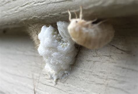 Female Whitemarked Tussock Moth with Eggs - What's That Bug?