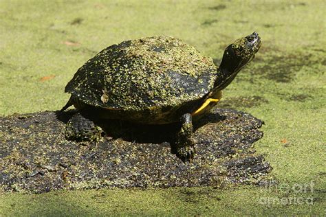 Turtle Camouflage Photograph by Christiane Schulze Art And Photography