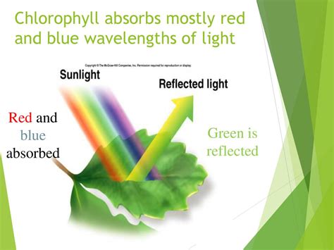 Photosynthesis Ppt Download