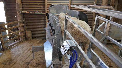 Sheep Loader And Laparoscopic Ai Cradle Peak Hill Industries