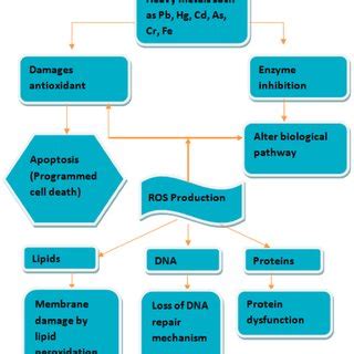 (PDF) Heavy Metal Contamination of Medicinal Plants and Potential ...