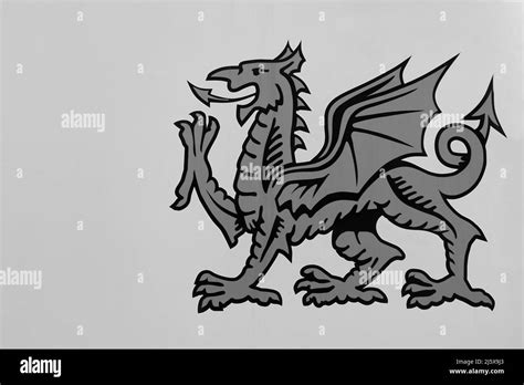 Welsh Dragon On A White Background Image In Black And White Stock