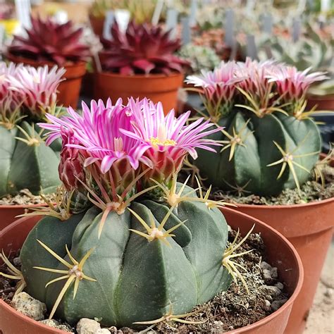 Ferocactus Macrodiscus Giromagi Cactus And Succulents