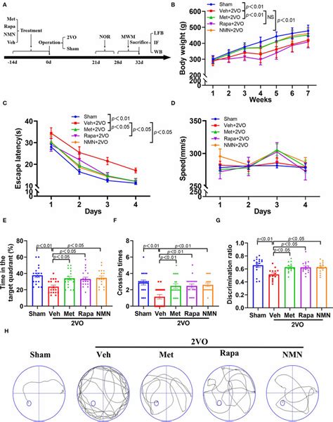 Metformin Rapamycin Or NMN Pretreatment Improves Cognitive