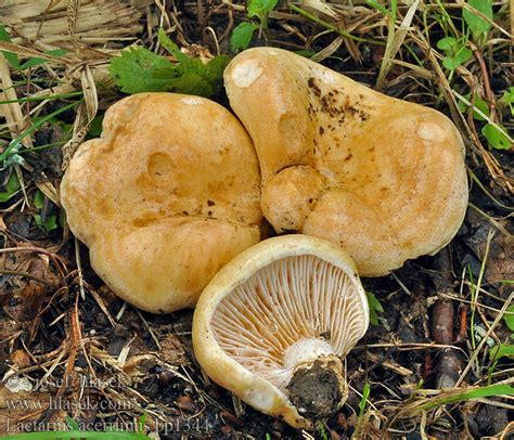 Queraderiger Milchling Lactarius Acerrimus