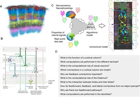 A Detailed Mathematical Theory Of Thalamic And Cortical Microcircuits