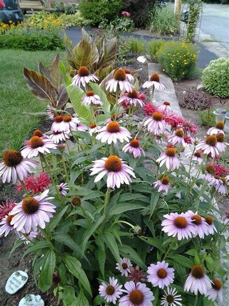 Echinacea | Echinacea, Plants, Flowers