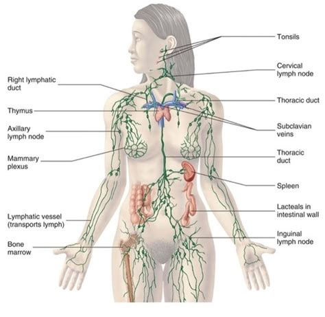 Chapter 22 Lymphatic System And Immunity Flashcards Quizlet