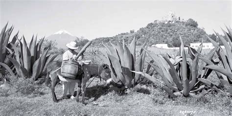 C Mo Se Origin El Mezcal En M Xico Destilando M Xico