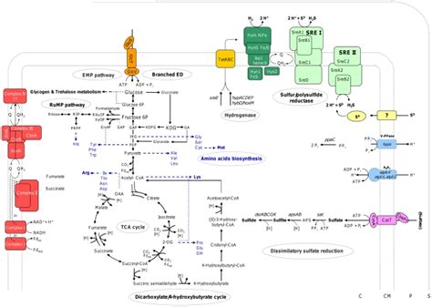 Glucose Metabolism Pathway