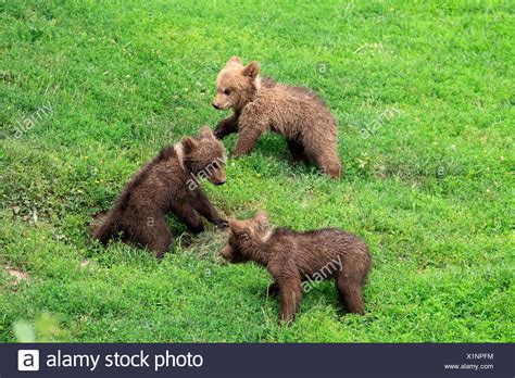 European Brown Bear Cubs High Resolution Stock Photography and Images ...